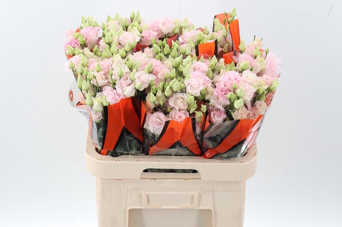 <h4>Eus G Chac Wed Pink</h4>