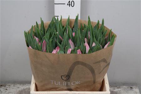 <h4>Tu En Bolroyal Pink</h4>