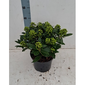 Pabella 23cm 15+ tros