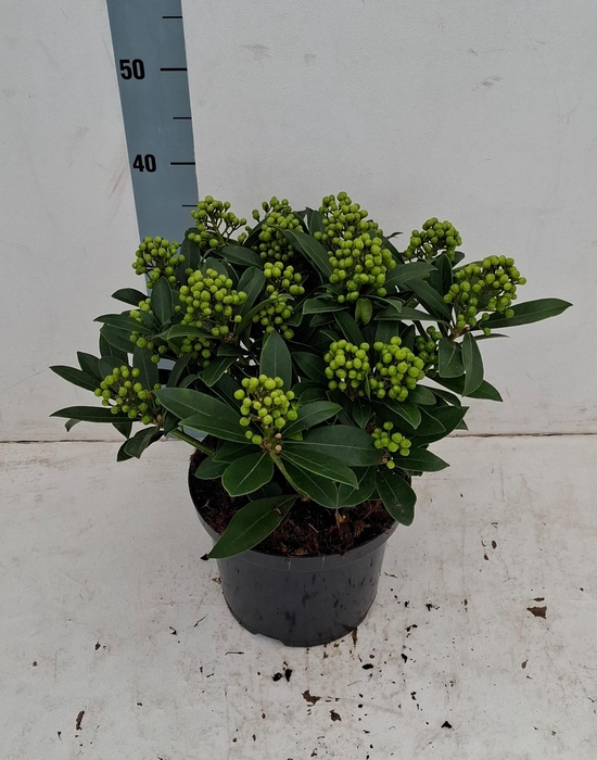 <h4>Pabella 23cm 15+ tros</h4>