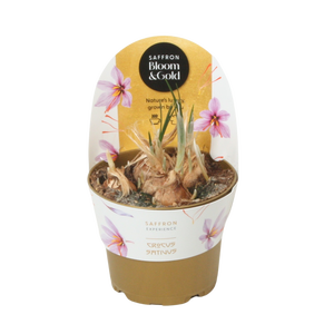 Saffron Bloom & Gold (Crocus Sativus)