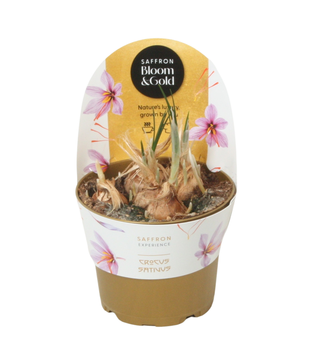 <h4>Saffron Bloom & Gold (Crocus Sativus)</h4>