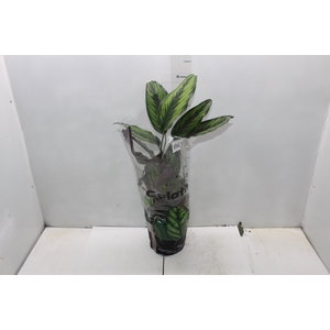 CALATHEA PRINCEPS P17