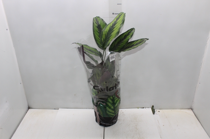 <h4>CALATHEA PRINCEPS P17</h4>