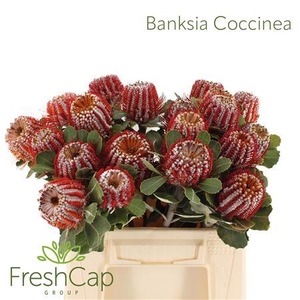 Banksia Coccinea