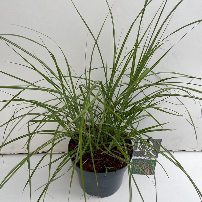 <h4>Graminées Miscanthus 'Flamingo'</h4>