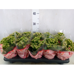 Kalanchoe blos. 'RosDon Nando'