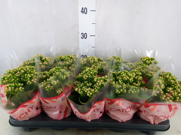 <h4>Kalanchoe blos. 'RosDon Nando'</h4>