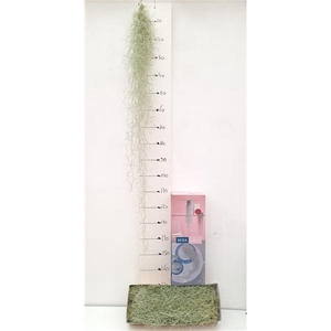 Tillandsia usneoides
