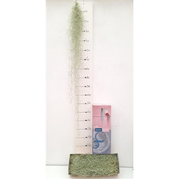 <h4>Tillandsia usneoides</h4>