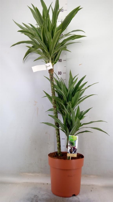 <h4>Dracaena fr de 'Warneckei'</h4>