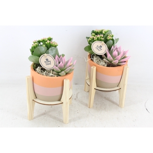 arr2 PL - Ker. op houten voet roze