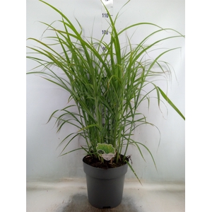 Miscanthus sin. 'Zebrinus'