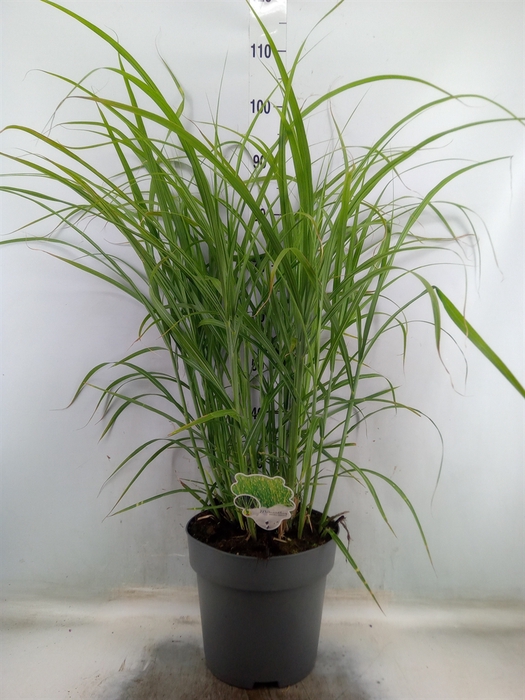 <h4>Miscanthus sin. 'Zebrinus'</h4>