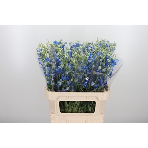 Delphinium Be Volkerfrieden