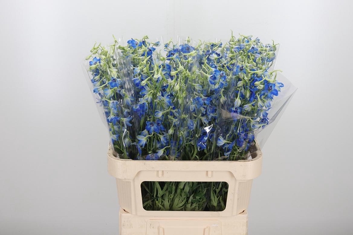 <h4>Delphinium Be Volkerfrieden</h4>