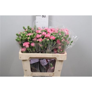Di Tr Rosadita