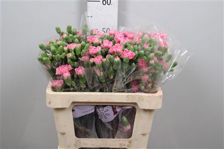 <h4>Di Tr Rosadita</h4>