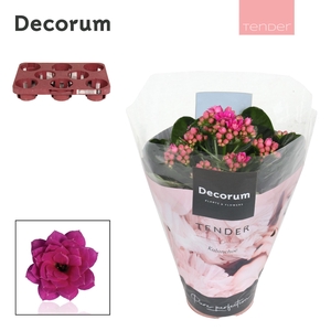 Kalanchoe Decorum TENDER - Serenity Purple