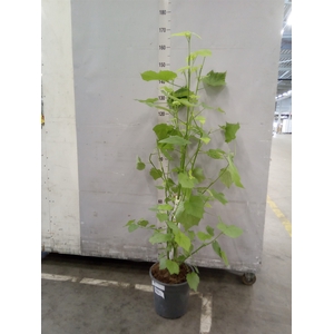 Sparrmannia africana