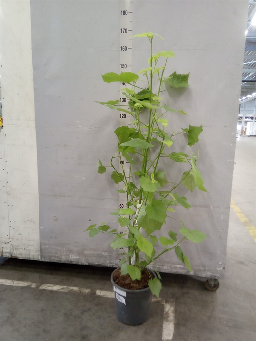 <h4>Sparrmannia africana</h4>