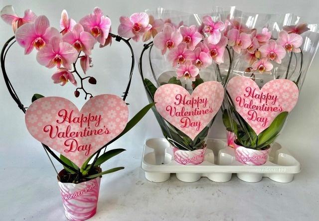 <h4>Phal Ov Roze</h4>