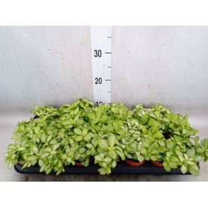 Fittonia   ...