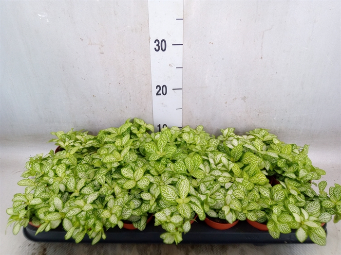 <h4>Fittonia   ...</h4>
