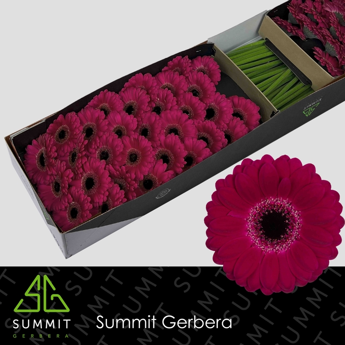 <h4>Gerbera mini Platini+</h4>