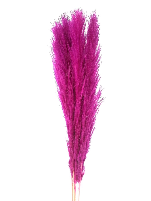 <h4>Dried Cortaderia Lao Grass Bleached Cerise P Stem</h4>