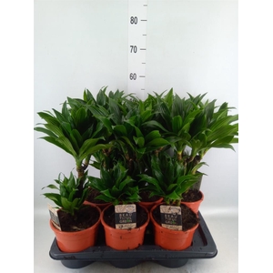 Dracaena frag. 'Compacta'