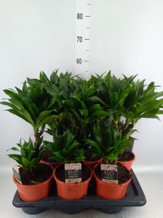 <h4>Dracaena frag. 'Compacta'</h4>