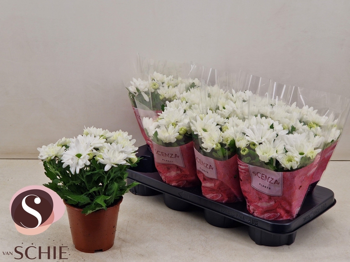 <h4>CHRYS BREEZE WHITE</h4>