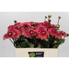 Dahlia Daisy Duke