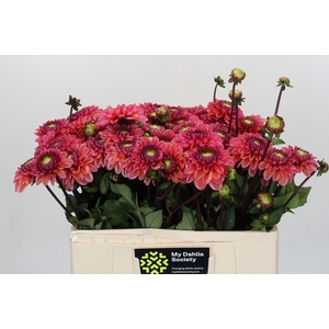 Dahlia Daisy Duke