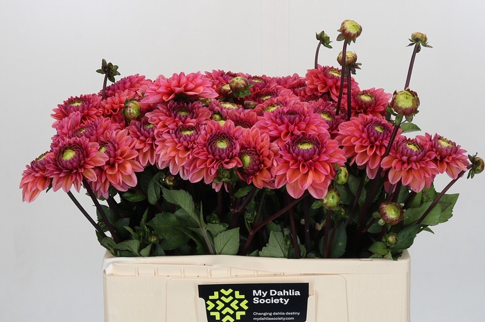 <h4>Dahlia Daisy Duke</h4>