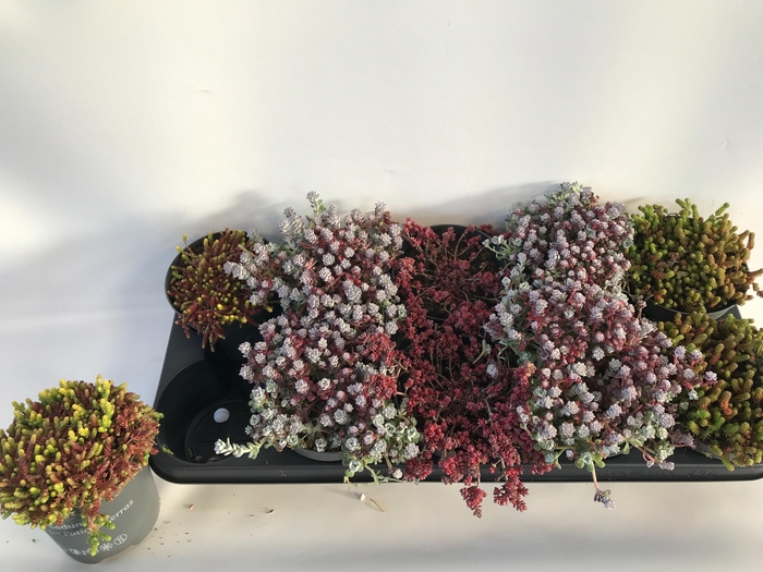 <h4>SEDUM MIX P12</h4>