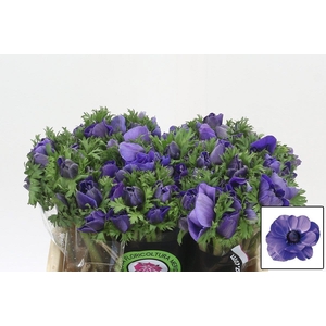 ANEM CO MIS + D BLUE