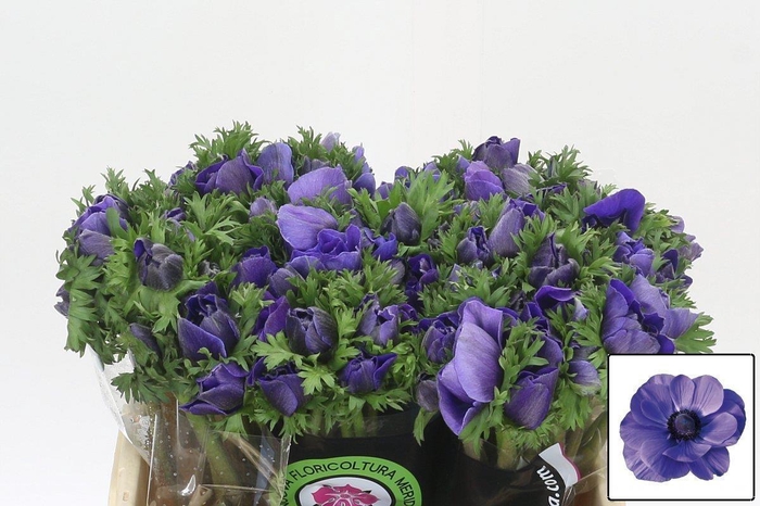 <h4>ANEM CO MIS + D BLUE</h4>