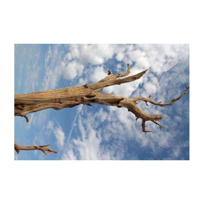 <h4>Branch Ghostwood H120</h4>