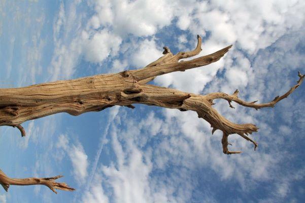 Branch Ghostwood H120