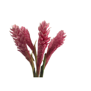 ALPINIA PURPURATA ROSA