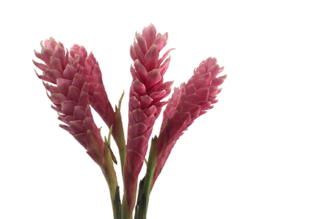 ALPINIA PURPURATA ROSA
