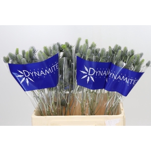 Eryngium Electric Dynamite