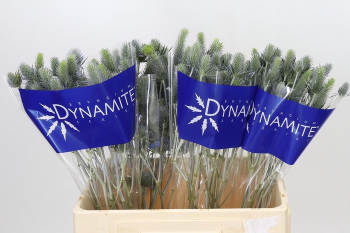 <h4>Eryngium Electric Dynamite</h4>