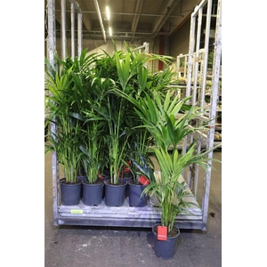 arr8 Howea Forsteriana