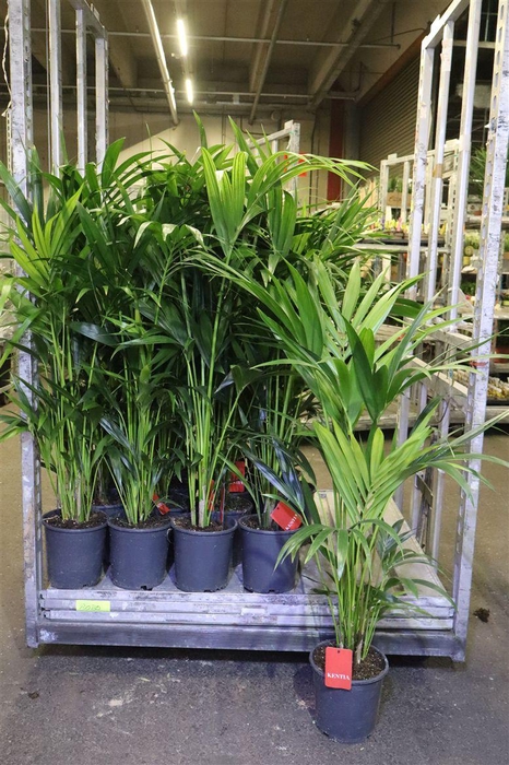 <h4>arr8 Howea Forsteriana</h4>