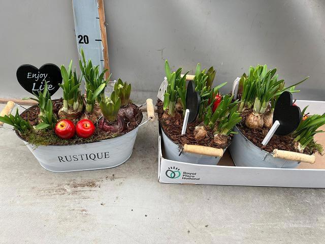 <h4>ARR BOL KNOLGEWAS</h4>