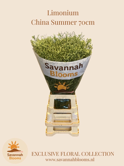 <h4>LIM SIN CHINA SUMMER</h4>