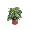 APHELANDRA P15 SEM FLOR